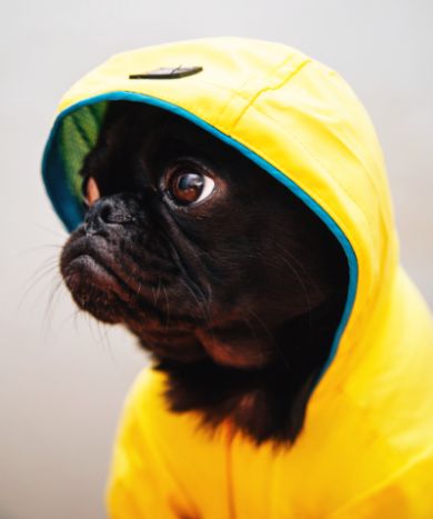 Hund mit Regenjacke und schlechter Laune